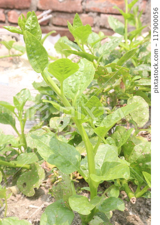 Malabar spinach on farm for harvesting Malabar spinach on farm for harvesting 117900056