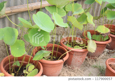 Nelumbo nucifera plant on nursery for sell 117900057