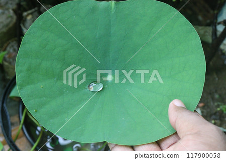 Nelumbo nucifera plant on nursery for sell 117900058