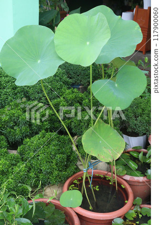 Nelumbo nucifera plant on nursery for sell 117900060