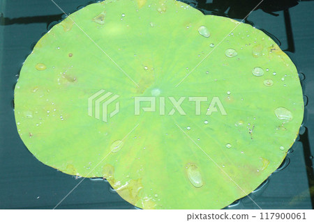 Nelumbo nucifera plant on nursery for sell 117900061