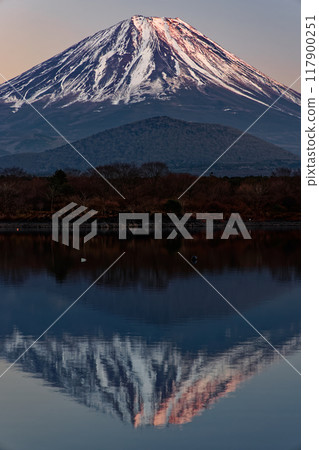 Mount Fuji in the evening light seen from the shores of Lake Shoji 117900251