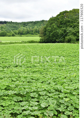 Photographing the scenery of a pumpkin field in Assabu, Hokkaido in the summer Photographing the scenery of a pumpkin field in Assabu, Hokkaido in the summer 117900320