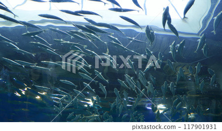 Fish at Shinagawa Aqua Park aquarium, Tokyo, Japan 117901931