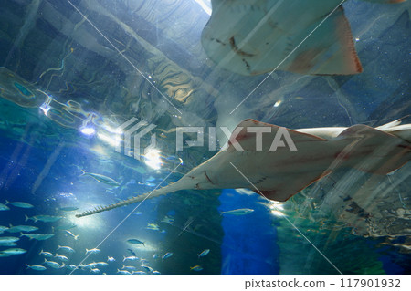 Fish at Shinagawa Aqua Park aquarium, Tokyo, Japan 117901932