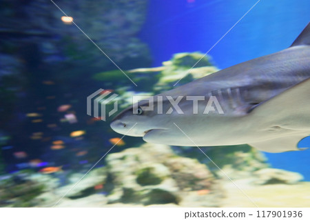 Fish at Shinagawa Aqua Park aquarium, Tokyo, Japan 117901936