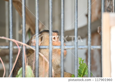 動物園裡的豬尾猴 117901960