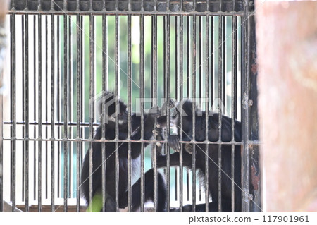 法蘭科·沃頓正在打扮自己 117901961