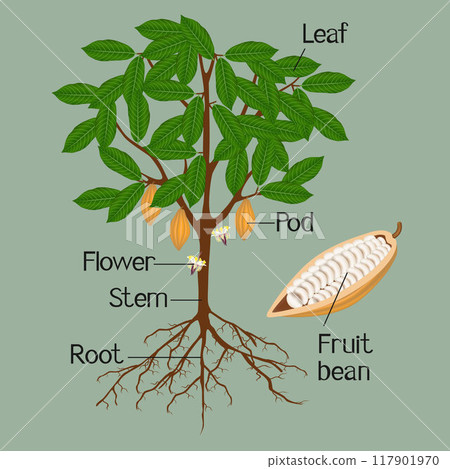 Illustration showing parts of a cocoa plant on a green background. 117901970