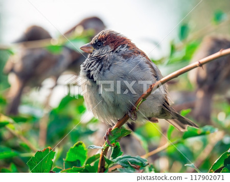 A male sparrow perching on a branch of a bush. A male sparrow perching on a branch of a bush. 117902071