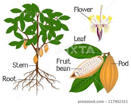 An illustration showing parts of a cocoa plant. 117902321