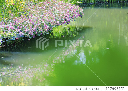 盛開的新鮮多彩的玫瑰 117902351