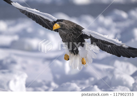 Great eagle on the ice floe 117902353