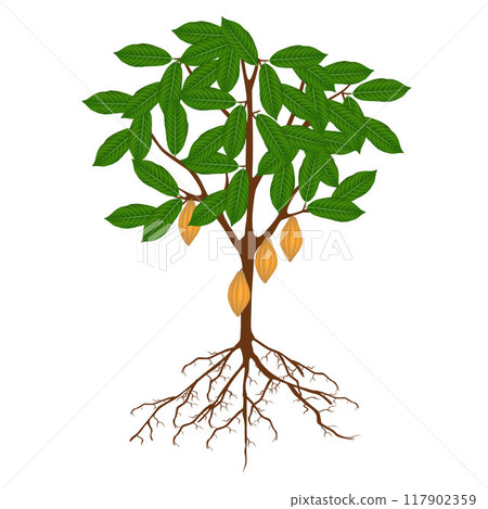 Cocoa tree with roots, leaves and fruits on a white background. 117902359
