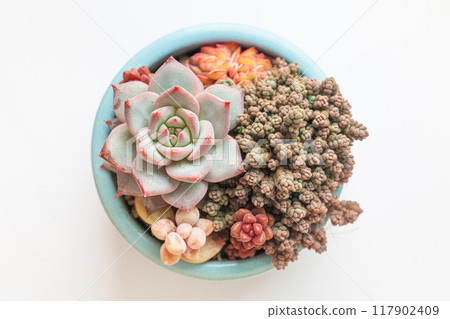 Top view of pot with houseplant. Beautiful natural succulent flower rosette  117902409