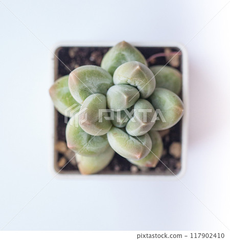 Top view of Pachyphytum Sky Beauty rosette on white background Top view of Pachyphytum Sky Beauty rosette on white background 117902410