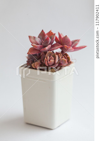 White pot with Graptoveria Douglas Huth sp and Echeveria Kisses White pot with Graptoveria Douglas Huth sp and Echeveria Kisses 117902411