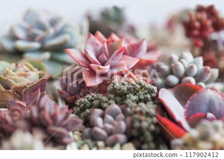 Colorful bright red, green and pink succulent echeveria dry spring rose flower 117902412