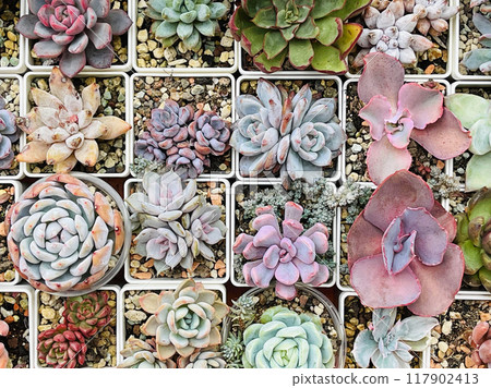 Floral Succulent blossom greenery background, top view 117902413