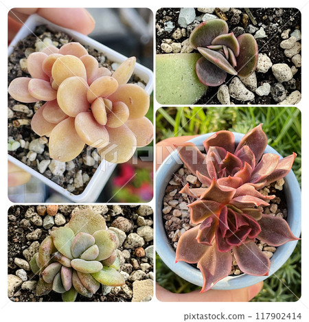 Echeveria flower succulent plant, nature collage 117902414