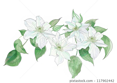 Beautiful clematis flowers 117902442