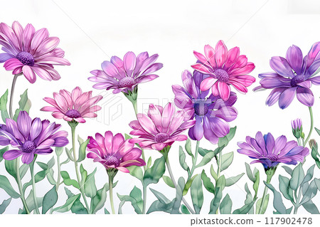 美麗的瓜葉菊花 117902478