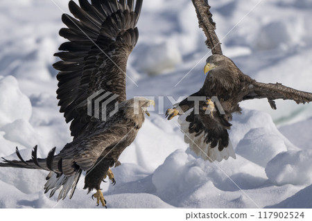 白尾鷹之戰 117902524