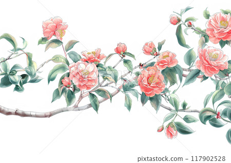Beautiful camellia flower Beautiful camellia flower 117902528
