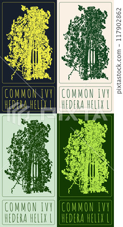Set of vector drawing COMMON IVY in various colors. Hand drawn illustration. Latin name is HEDERA HELIX L 117902862