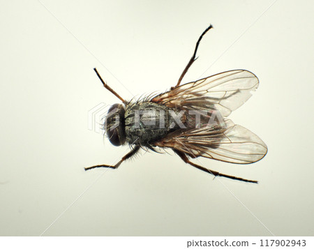 Giant house fly 117902943