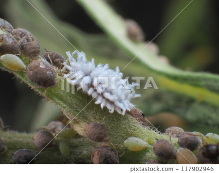 Cocophyllum apanta larva 117902946