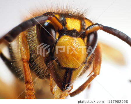 The face of a male woolly hornet The face of a male woolly hornet 117902968