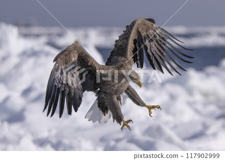 White-tailed eagle on the drift ice 117902999