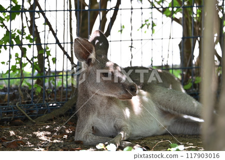 袋鼠在聯絡角 117903016