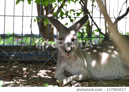 Kangaroos in the petting corner Kangaroos in the petting corner 117903017