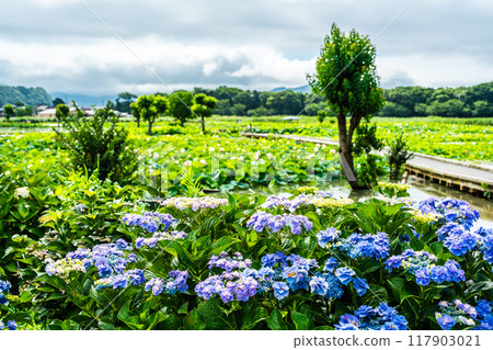水下卡拉日蓮花園和繡球花【長崎縣諫早市】 水下卡拉日蓮花園和繡球花【長崎縣諫早市】 117903021