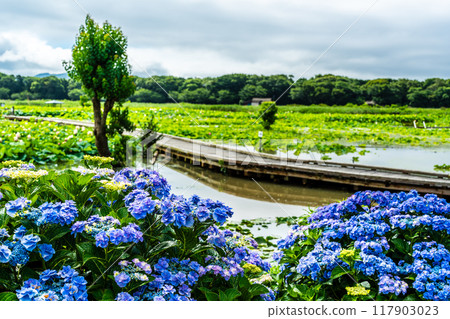 Flooded Karahi Lotus Garden and hydrangeas [Isahaya City, Nagasaki Prefecture] 117903023