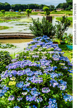 Flooded Karahi Lotus Garden and hydrangeas [Isahaya City, Nagasaki Prefecture] 117903028
