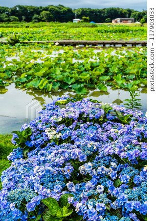 水下卡拉日蓮花園和繡球花【長崎縣諫早市】 117903033