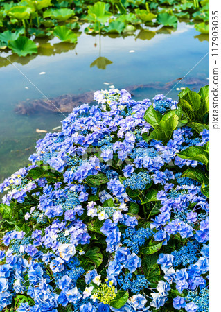Flooded Karahi Lotus Garden and hydrangeas [Isahaya City, Nagasaki Prefecture] 117903035