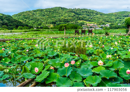Lotus flowers at Karahi Lotus Garden [Isahaya City, Nagasaki Prefecture] 117903056
