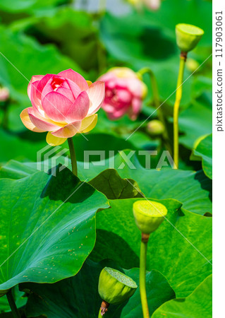 Lotus flowers at Karahi Lotus Garden [Isahaya City, Nagasaki Prefecture] 117903061