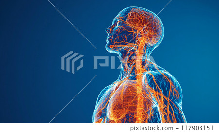 3D rendering of the human nervous system 3D rendering of the human nervous system 117903151