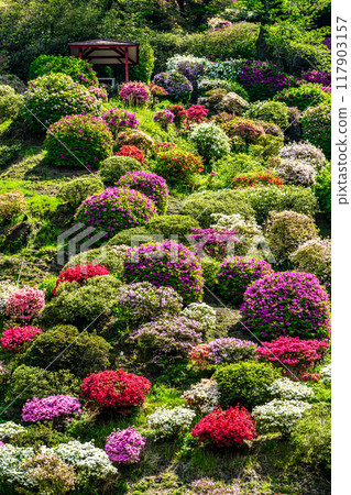 Azaleas at Yutoku Inari Shrine [Kashima City, Saga Prefecture] 117903157