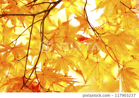 Autumn scenery Autumn scenery 117903237