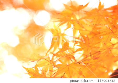 Autumn scenery 117903238