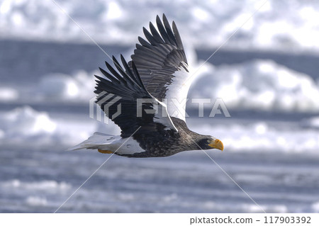 Great eagle on the ice floe 117903392