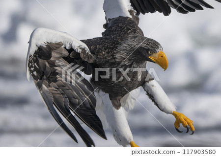 Great eagle on the ice floe Great eagle on the ice floe 117903580