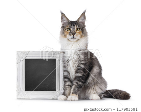 Maine Coon cat youngster on white background 117903591