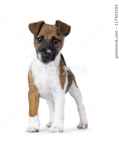 Smooth fox terrier dog puppy on white background 117903593